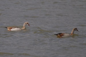 Rutland Nature Reserve, April 2015