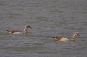 Rutland Nature Reserve, April 2015