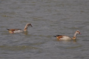 Rutland Nature Reserve, April 2015