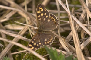 Rutland Nature Reserve, April 2015
