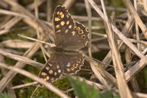 Rutland Nature Reserve, April 2015