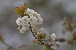 Rutland Nature Reserve, April 2015