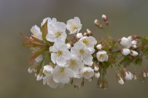 Rutland Nature Reserve, April 2015