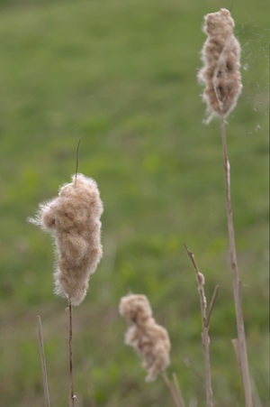 Rutland Nature Reserve, April 2015