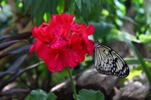 Butterfly World