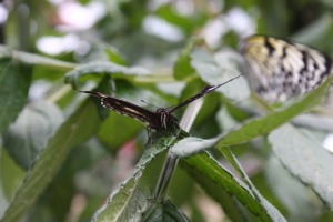 Butterfly World